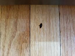 Wood Floor Mystery 1 The Spreading Black Spots Wood Floors Flooring Wood