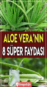 Aloe Veranin 8 Mukemmel Faydasi 2020 Aloe Bitki Organik Bahcecilik