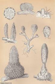 Image result for Balanophoraceae