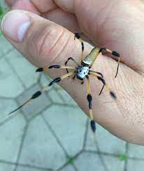 Choose from a wide range of similar scenes. Facts About Banana Or Golden Orb Spiders Owlcation