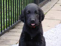 Check spelling or type a new query. Male Flat Coat Retriever Puppies For Sale 1 Left Chorley Lancashire Pets4homes