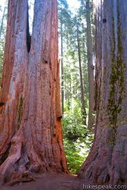 Hike along trails through two main groves of ancient giant sequoias. North Grove Big Trees Trail Calaveras Big Trees State Park Hikespeak Com