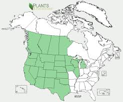 Asclepias Speciosa Fourth Corner Nurseries