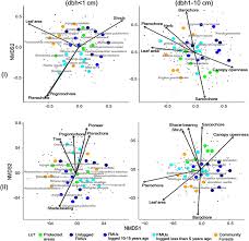 Image result for Strombosiopsis tetrandra