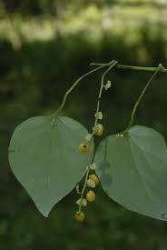 Image result for Cissampelos