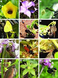 Image result for Satyrium orbiculare