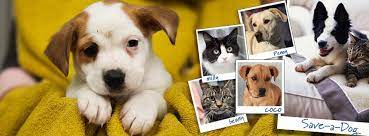 We take in local dogs of all breeds, sizes, and shapes who when you adopt a dog , you save a life. Save A Dog Scheme å¸–å­ Facebook