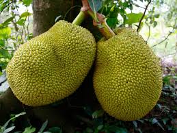 It is a low, straggly shrub with rigid, spreading or trailing branches. Here S The Scoop On Jackfruit A Ginormous Fruit To Feed The World The Salt Npr