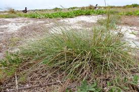 Image result for Sporobolus mauritianus