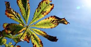 Proses budidaya tanaman durian akan memunculkan permasalahan dalam proses budidya mulai masih saat bibit maupun sampai tanaman berproduksi permasalahn yang umum terjadi adalah gejala serangan penyakit yang sangat mematikan yaitu penyakit phytophora palmivora yang mana. Penyebab Daun Tanaman Menjadi Kuning Dan Cara Mengatasinya Ilmukebun Com