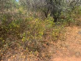 Image result for Craterispermum schweinfurthii