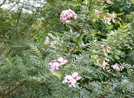 Image result for Virgilia