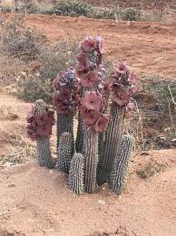 Image result for Hoodia currorii