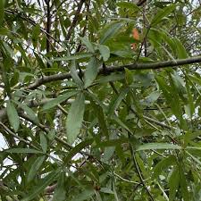 Image result for Quercus phellos