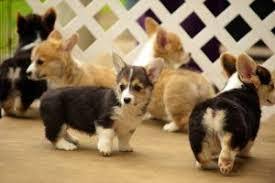 Hat creek corgis make great therapy and emotional support dogs. Christmas Corgi Puppies Available For Sale Now For Sale In Austin Texas Classified Americanlisted Com