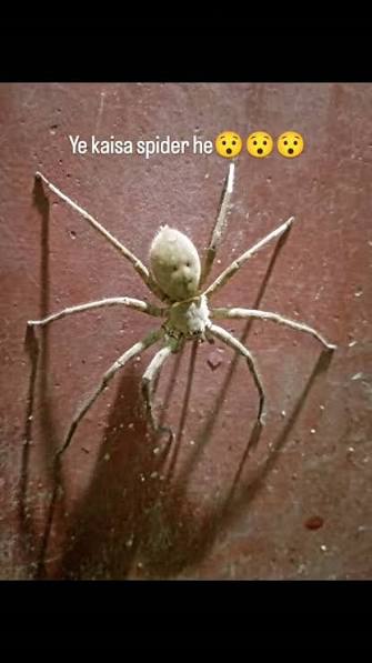 smily #spider #smilyspider #reels #india Smiley Face Spider: हिमालय में  मिली 'हंसने वाली' मकड़ी, पीठ पर बनी स्माइली देख वैज्ञानिक भी रह गए दंग