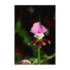 Image result for Eulophia guineensis