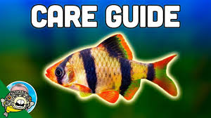 Tiger Barb Care Guide Aquarium Co Op