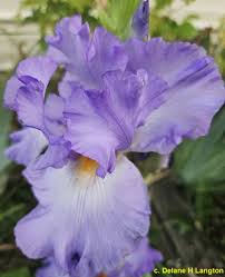 Image result for tbn:K7DUgauEPx5qqM::www.hayah.cc/forum/imgcache/10317.png