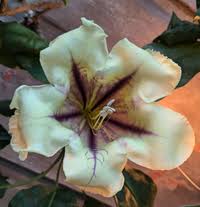 Image result for Solandra maxima