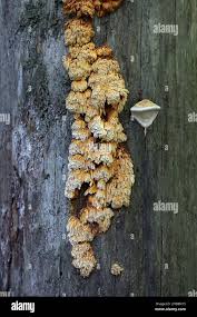 Image result for Pycnoporellus alboluteus