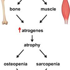 Game art pics manga elemental magic naruto. Pdf Glucocorticoid Excess In Bone And Muscle