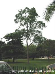 Image result for Intsia