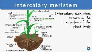 Maybe you would like to learn more about one of these? Intercalary Meristem Definition And Examples Biology Online Dictionary