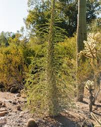 Image result for Cussonia zimmermannii