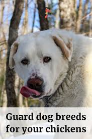 5 Best Guard Dog Breeds For Your Chickens Poultry Best Guard Dog Breeds Guard Dog Breeds Dog Breeds