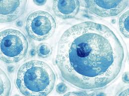Cell may also refer to: Stem Cells Sources Types And Uses