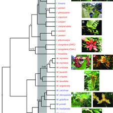 Image result for Monodora grandidieri