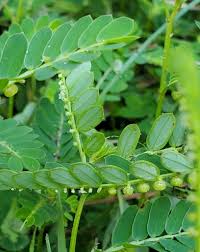 Image result for Phyllanthus udoricola