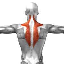 Trapezius pain can occur for many reasons. Lower Trapezius 3 Exercises To Improve Overhead Mobility