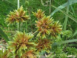 Image result for Cyperus sp.no.4
