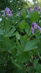 Image result for Clematis dolichopoda