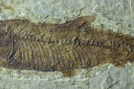 Need To Identify A Fossil Theres An App For That Fossils