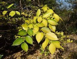 Image result for Celtis sinensis