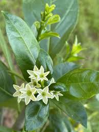 Image result for Cestrum nocturnum