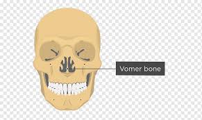 This article describes the anatomy of the skull, including its structure, features, foramina and contents. Vomer Lacrimal Bone Nasal Bone Anatomy Skull Anatomy Human Anatomy Sphenoid Bone Png Pngwing
