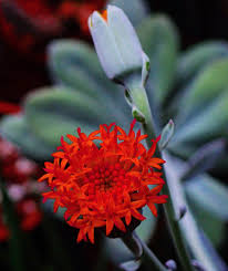 Image result for Kleinia fulgens