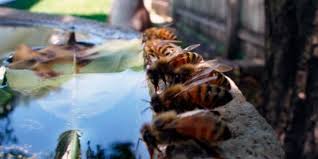 Check spelling or type a new query. How To Get Rid Of Sweat Bees Around A Pool By Inga Cryton Pest Wiki Medium