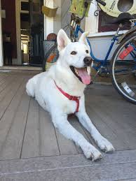 Black And White Husky Shepherd Mix All White Husky German Shepherd Mix Good Temperament But Big Personality White Husky German Shepherd Husky White Siberian Husky