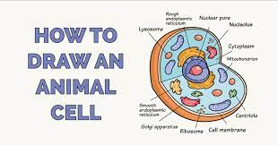 Check spelling or type a new query. How To Draw An Animal Cell Really Easy Drawing Tutorial