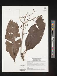 Image result for Justicia anagalloides