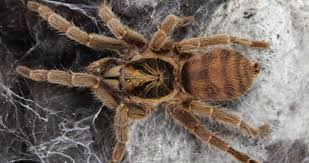 The trinidad olive is a dwarf species found on the islands of. Neoholothele Incei 101 Care Enclosure Temperament More Beyond The Treat