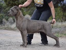 When the roman empire invaded the greek islands, they took some of these dogs back to italy and bred them with. Cane Corso 101dogbreeds Com