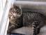 Long Haired Tabby Kitten
