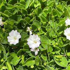 Image result for Laurembergia repens