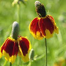 Mexican Hat Seeds Ratibida Columnaris Seeds High Country Gardens